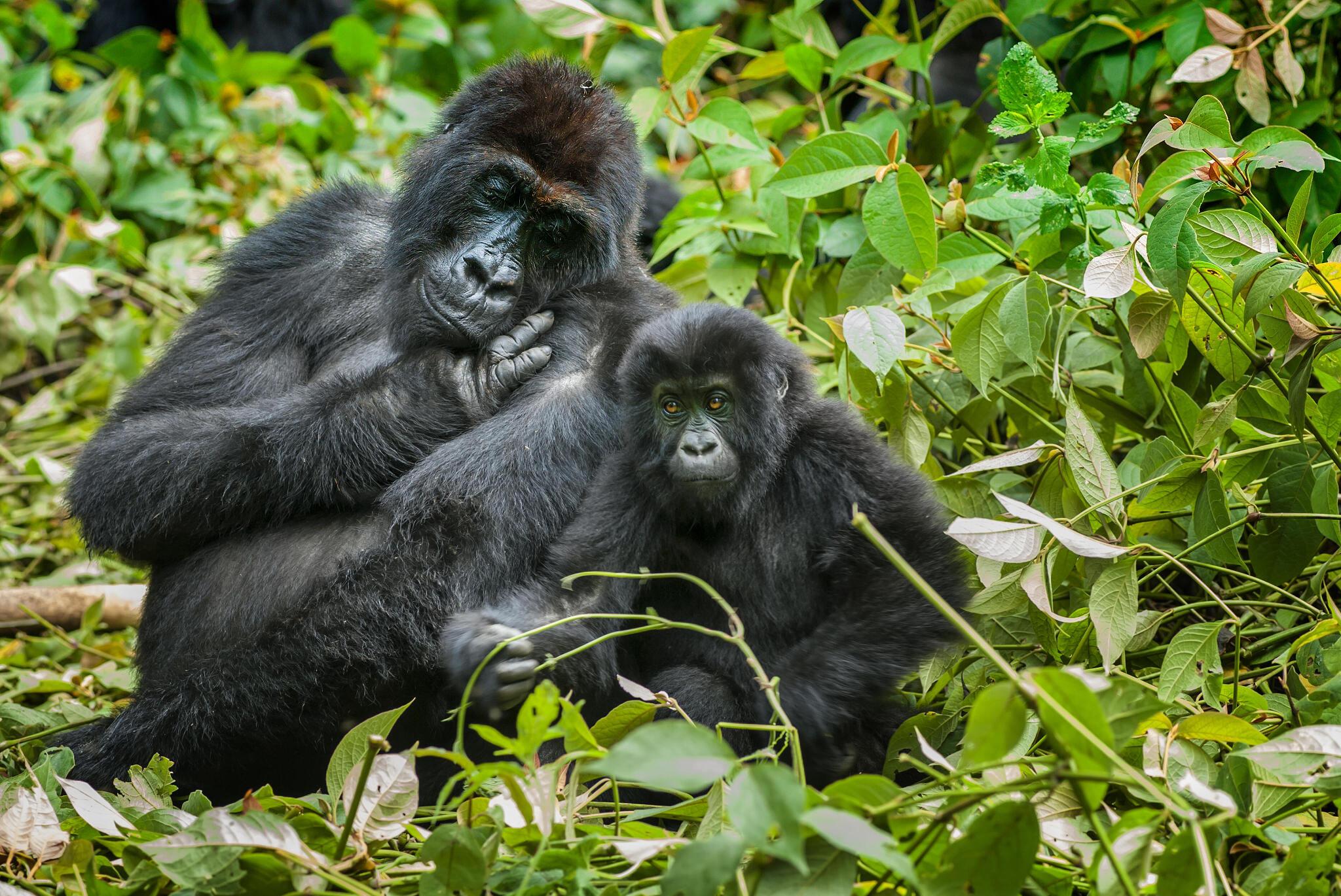 Animal Kingdom of Gorillas