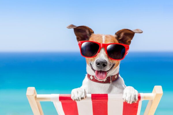 Preparing Holiday with Your Dog